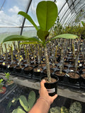 Plumeria, Frangipani, Hawaii, Lei flower, Champa plant
