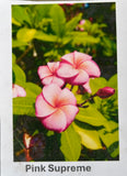 Plumeria, Frangipani, Hawaii, Lei flower, Champa plant