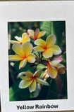 Plumeria, Frangipani, Hawaii, Lei flower, Champa plant