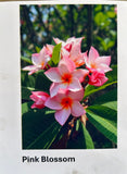 Plumeria, Frangipani, Hawaii, Lei flower, Champa plant