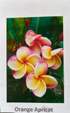 Plumeria, Frangipani, Hawaii, Lei flower, Champa plant