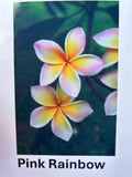 Plumeria, Frangipani, Hawaii, Lei flower, Champa plant