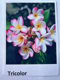 Plumeria, Frangipani, Hawaii, Lei flower, Champa plant