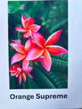 Plumeria, Frangipani, Hawaii, Lei flower, Champa plant