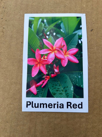 Plumeria, Frangipani, Hawaii, Lei flower, Champa plant