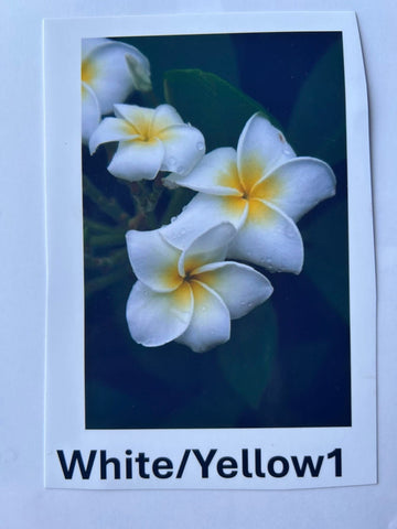 Plumeria, Frangipani, Hawaii, Lei flower, Champa plant