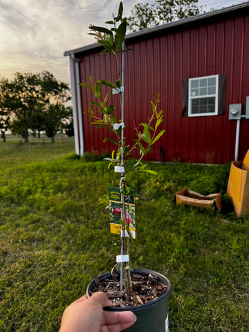 Pomegranate tree in 1 Gallon pot, Sweet, Parfianka, Wonderful, Salavatski,FREE Shipping