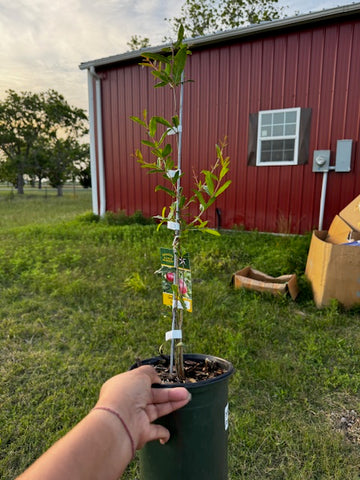 Pomegranate tree in 1 Gallon pot, Sweet, Parfianka, Wonderful, Salavatski,FREE Shipping