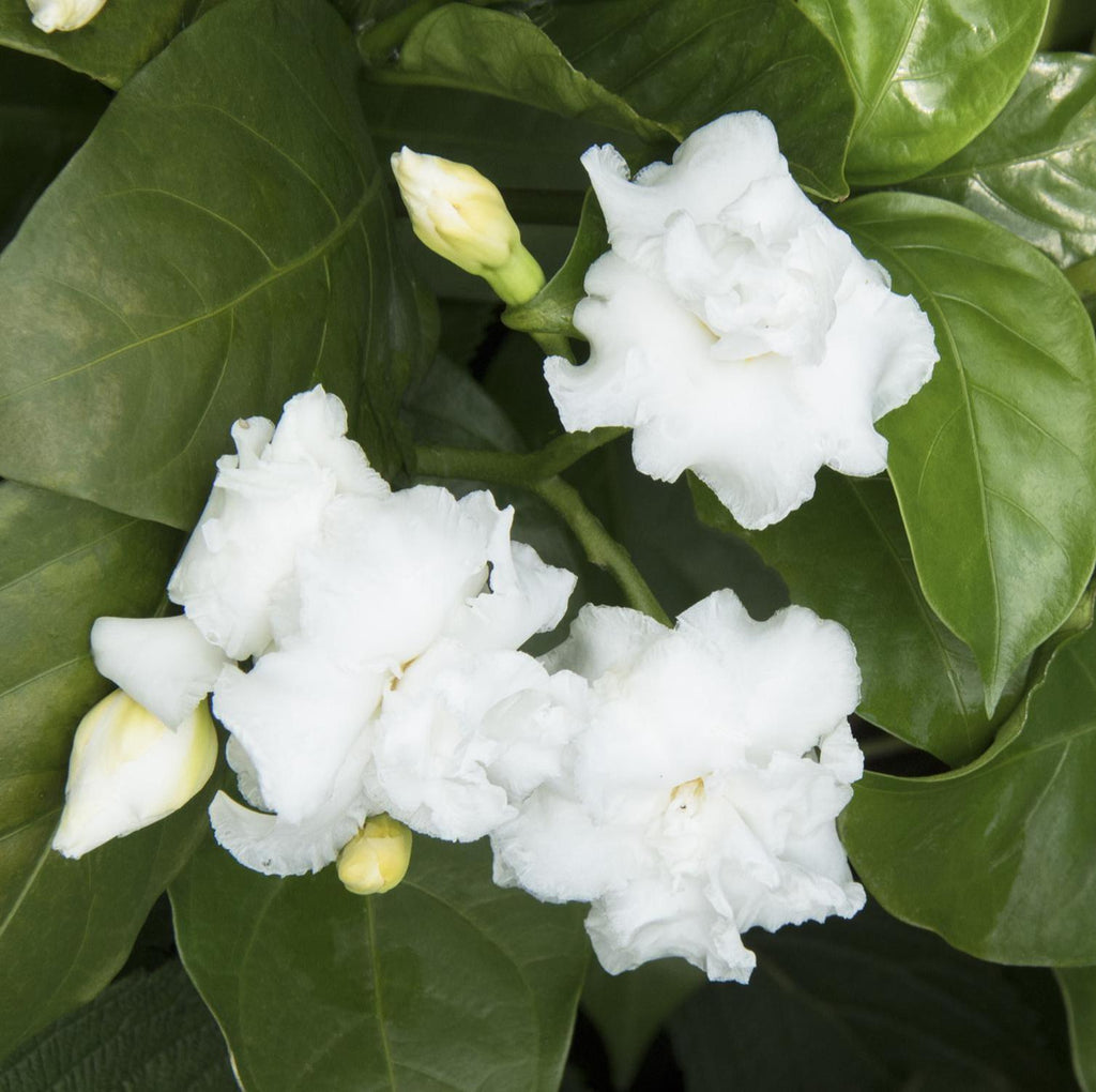 indian jasmine flower seeds Indian Carnation (Tabernaemontaan divaricata), Crepe Jasmine Chandni Flower Plant
