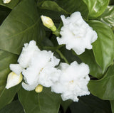 Indian Carnation (Tabernaemontaan divaricata), Crepe Jasmine Chandni Flower Plant