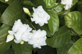 Indian Carnation (Tabernaemontaan divaricata), Crepe Jasmine Chandni Flower Plant