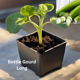 Bottle Gourd - Organically grown