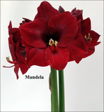 Amaryllis MANDELA JUMBO size(30-32) Bulb for Sale in Jute Bag, Wonderful gift for holidays