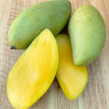 Grafted Mango Tree, Mallika, Super Alphonso, Dusari, Maha Schook, Nam Doc Mai