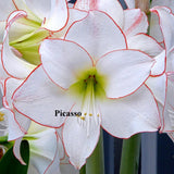 Amaryllis PICCASO Bulb in a Jute Bag,Jumbo size 30-32+, Perfect Holiday Gift