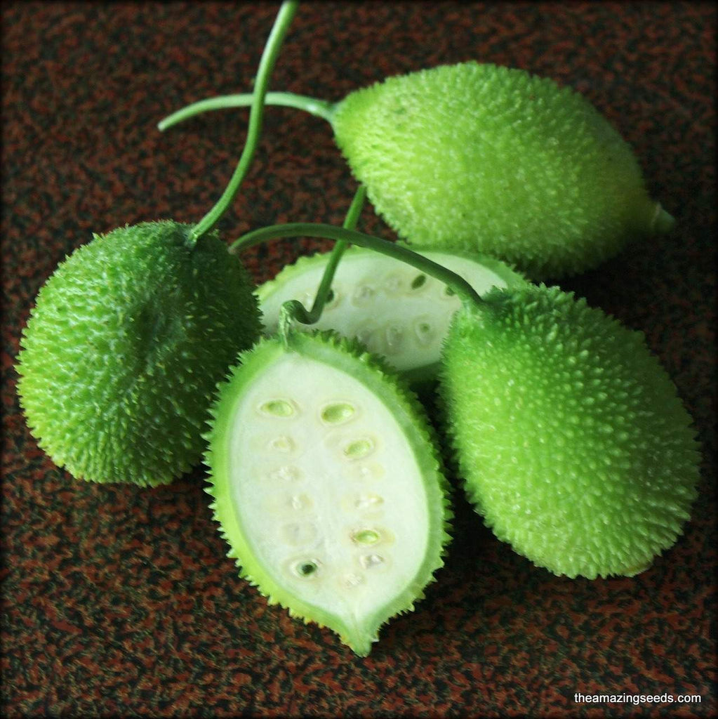 kantola plant seeds Spiny gourd, kakrol, Teasle gourd Kantola seeds