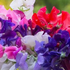 Sweet Pea, Royal Family Flower Seed Mix, Heirloom, Pollinator Garden, Open Pollinated, Non-GMO