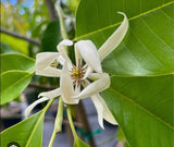 White Champaca, Himalayan Tree, Michelia Alba , Perfume Tree, VERY Fragrant