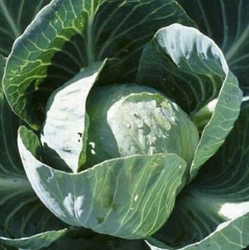 Cabbage All Seasons, Brassica oleracea, Microgreen Seeds