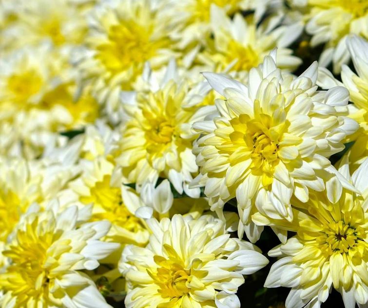 mum flower seeds Chrysanthemum Coronarium Garland Flower Seeds Annual Daisy/Herb/Medici – The Amazing Seeds