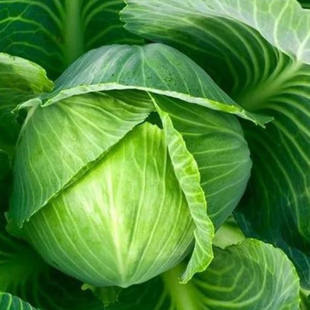 Cabbage Copenhagen, Brassica oleracea, Microgreen Seeds