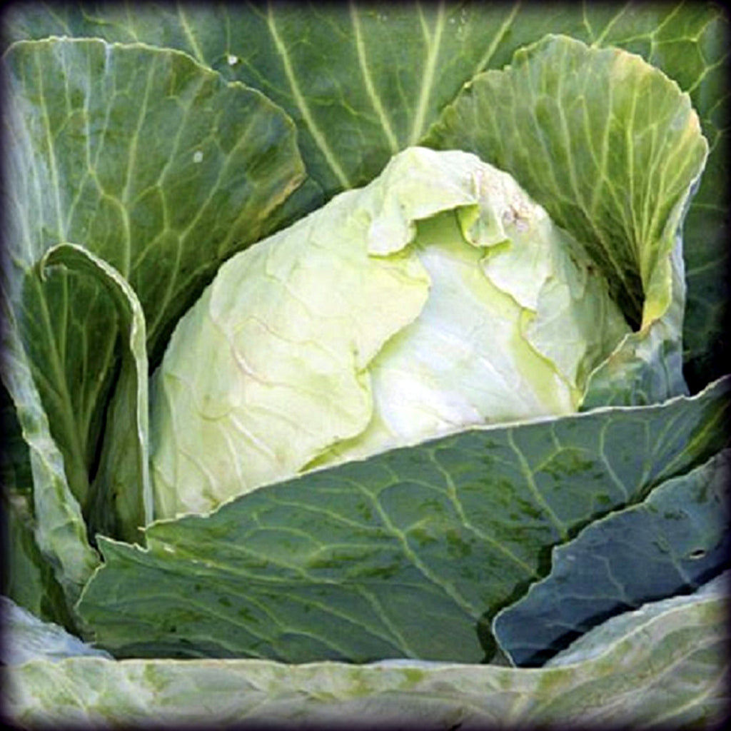 jersey garden seeds Cabbage Early Jersey Wakefield, Brassica oleracea, Microgreen Seeds