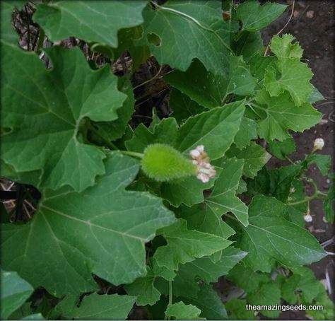 Spiny gourd, kakrol, Teasle gourd Kantola seeds