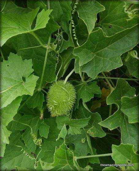 kantola plant seeds Spiny gourd, kakrol, Teasle gourd Kantola seeds