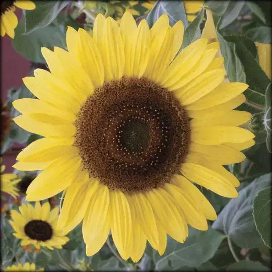 Sunflower, Lemon Queen, Heirloom Flower Seeds (Helianthus annuus)