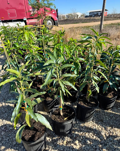 Grafted Mango Tree, Mallika, Super Alphonso, Dusari, Maha Schook, Nam Doc Mai