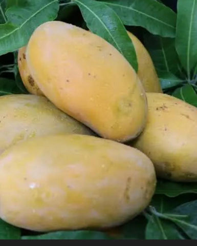 Grafted Mango Tree, Mallika, Super Alphonso, Dusari, Maha Schook, Nam Doc Mai