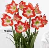 Amaryllis MINERVA Bulb in a Jute Bag,Jumbo size 30-32+, Perfect Holiday Gift