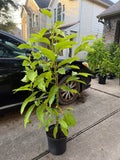 Magnolia Champaca, Champak, Son Chafa, Sampangi, orange flower Tree (5 Feet Tall)