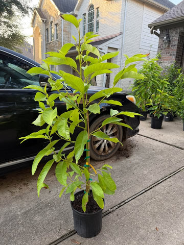 Magnolia Champaca, Champak, Son Chafa, Sampangi, orange flower Tree (5 Feet Tall)