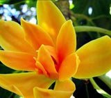 Magnolia Champaca, Champak, Son Chafa, Sampangi, orange flower Tree (5 Feet Tall)