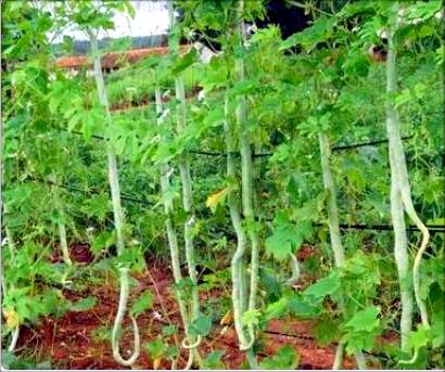 Long Snake Gourd, Potlakaya, Viper, Non treated Seeds