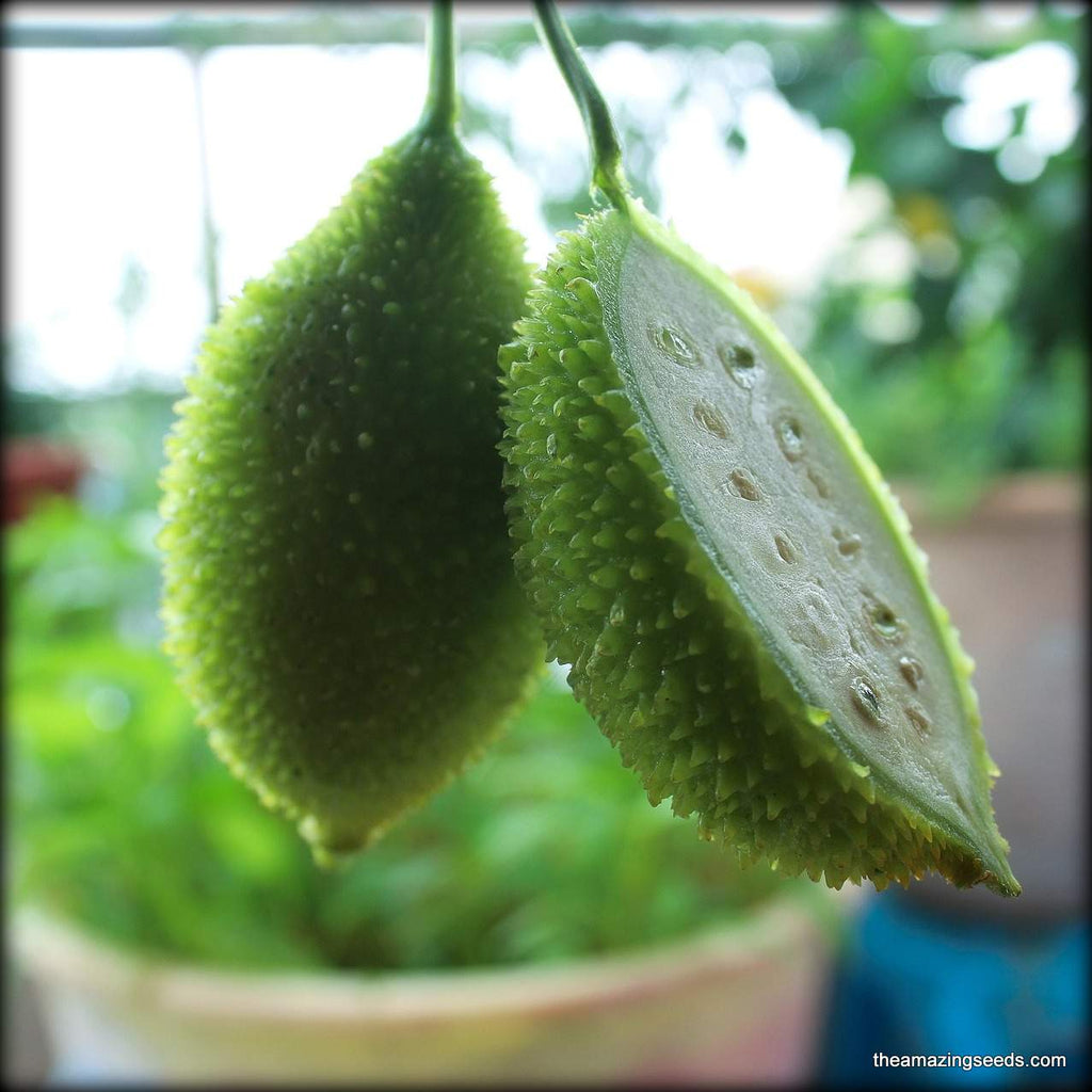 kantola plant seeds Spiny gourd, kakrol, Teasle gourd Kantola seeds
