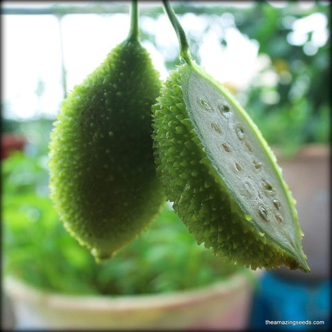 Spiny gourd, kakrol, Teasle gourd Kantola seeds