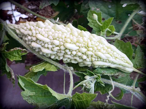 WHITE Bitter gourd Gauri, Bitter melon, Kakarakaya, Karela, Balsam apple-pear Seeds