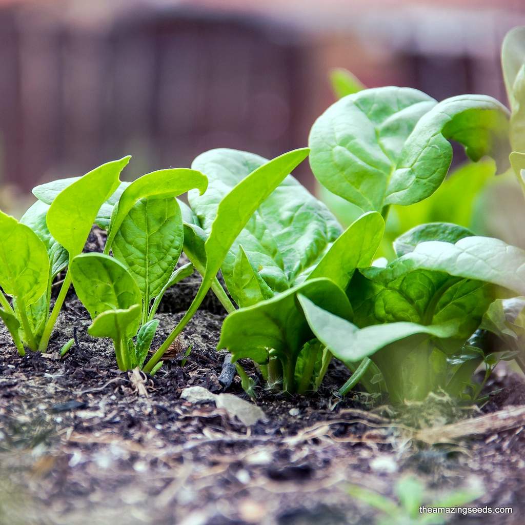 Spinach, Giant Noble, Smooth Leaf Spinach, Heirloom Seeds