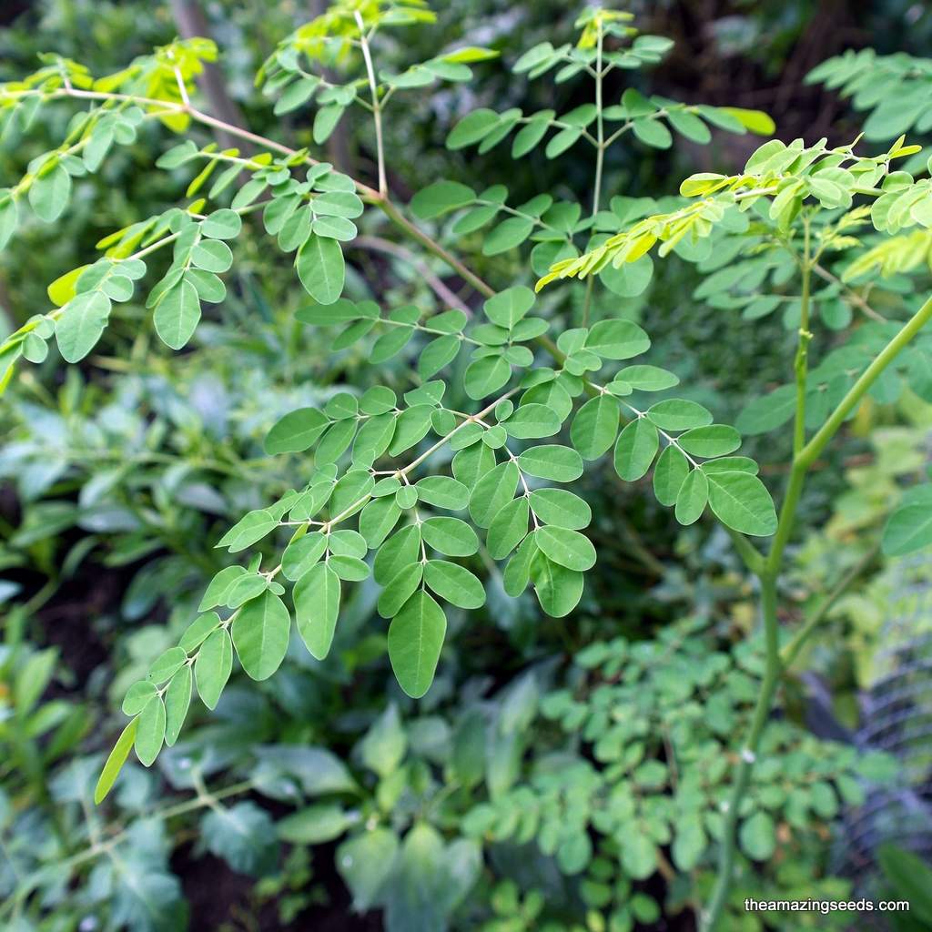 malunggay seeds for planting Organic Drumsticks, Morianga Seeds, Moringa Oleifera, Horseradish Tree, Kelor, Bensolive Seeds