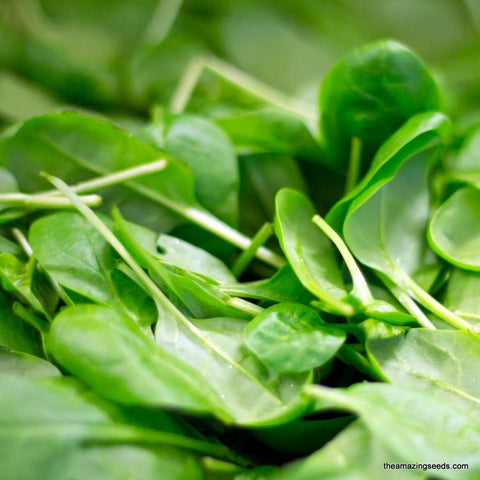 Spinach, Giant Noble, Smooth Leaf Spinach, Heirloom Seeds