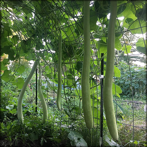Gourd, Cucuzzi, Italian snake Gourd, CUCUZZA GAGOOTZA, Serpente di Sicilia, Hercules' Bat Seed