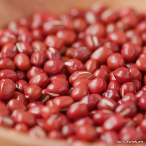 Heirloom Adzuki Bean, Red Mung Bean Sprouting Seed