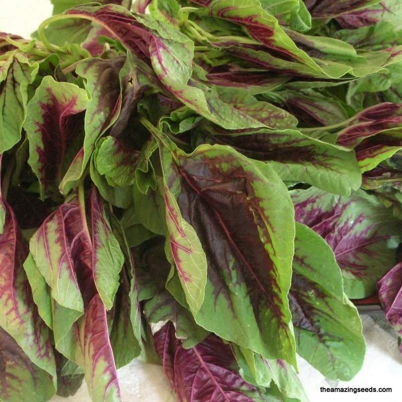 How to incorporate red leafy vegetables into your diet