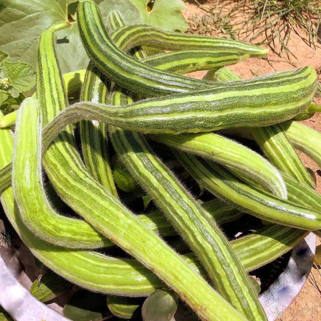 Cucumber Armenian Striped, Yardlong Cucumber, Snake Melon, Heirloom Seeds