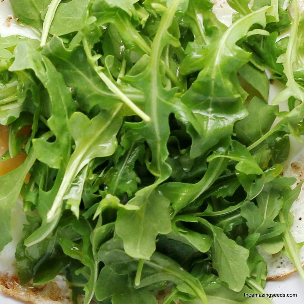 Arugula Roquette Seeds / Spicy Salad/Microgreen