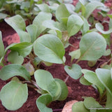 Arugula ASTRO Seeds, Microgreen, Leafy Vegetable Seeds
