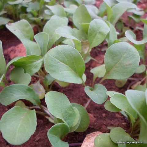 https://theamazingseeds.com/cdn/shop/products/Arugula_Astro2_large.jpg?v=1609713688