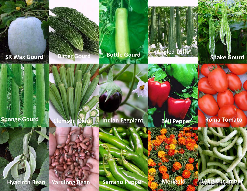 Asian Garden Vegetable Seed Kit, 15 Variety of seeds, Heirloom, Non GMO